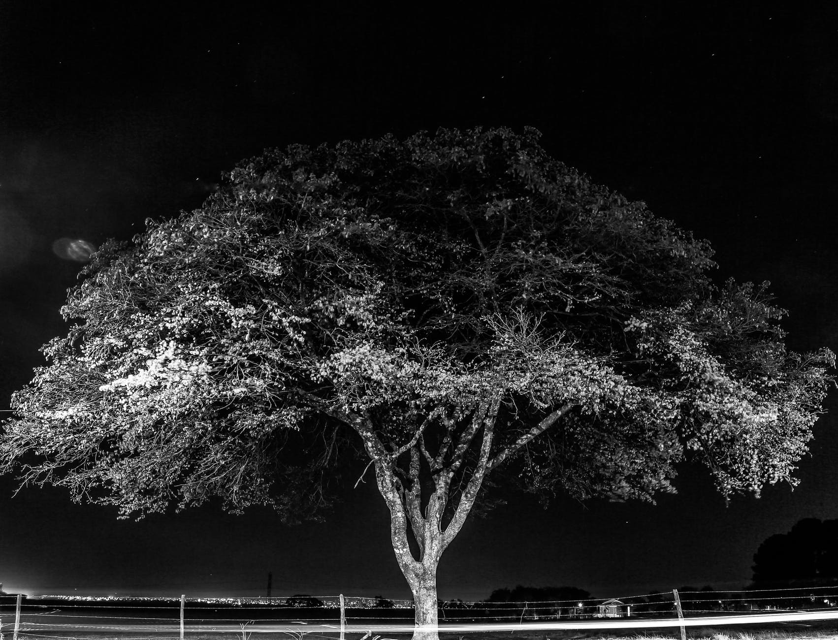 monchrome photo of tree